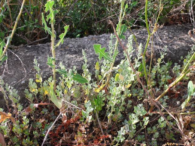 Chenopodium vulvaria